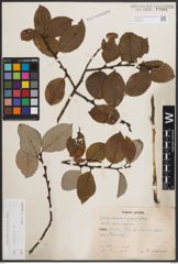 Foto von Salix caprea L.